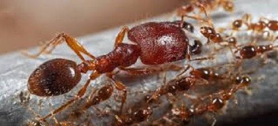 Ants