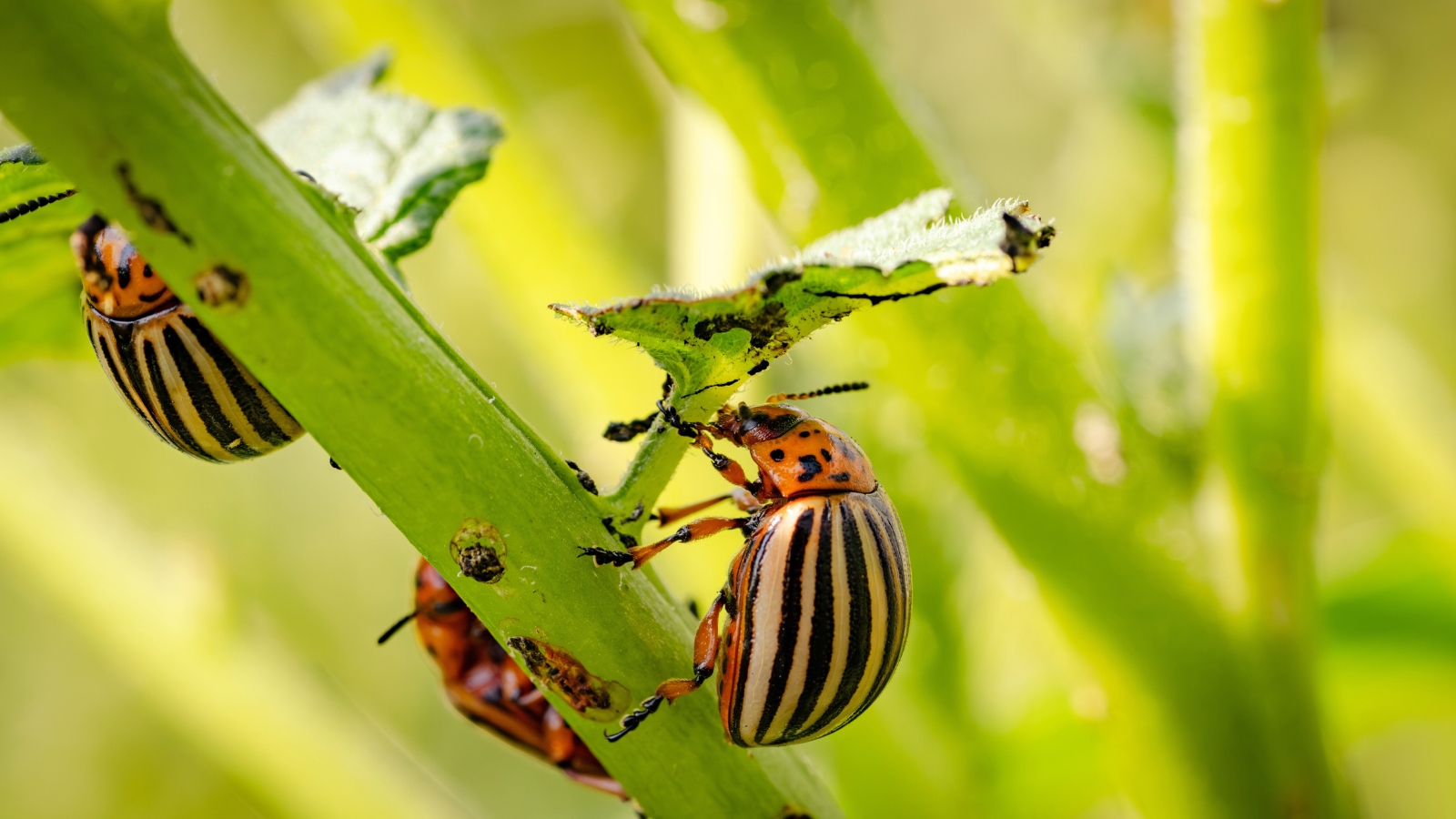 Beetles