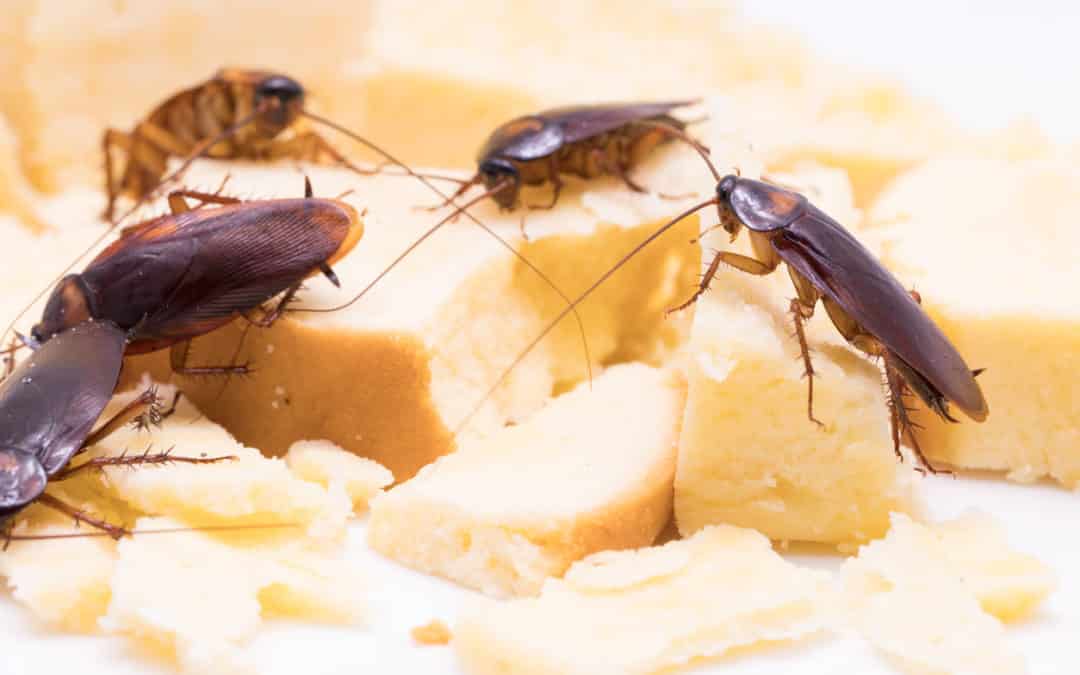 Cockroaches
