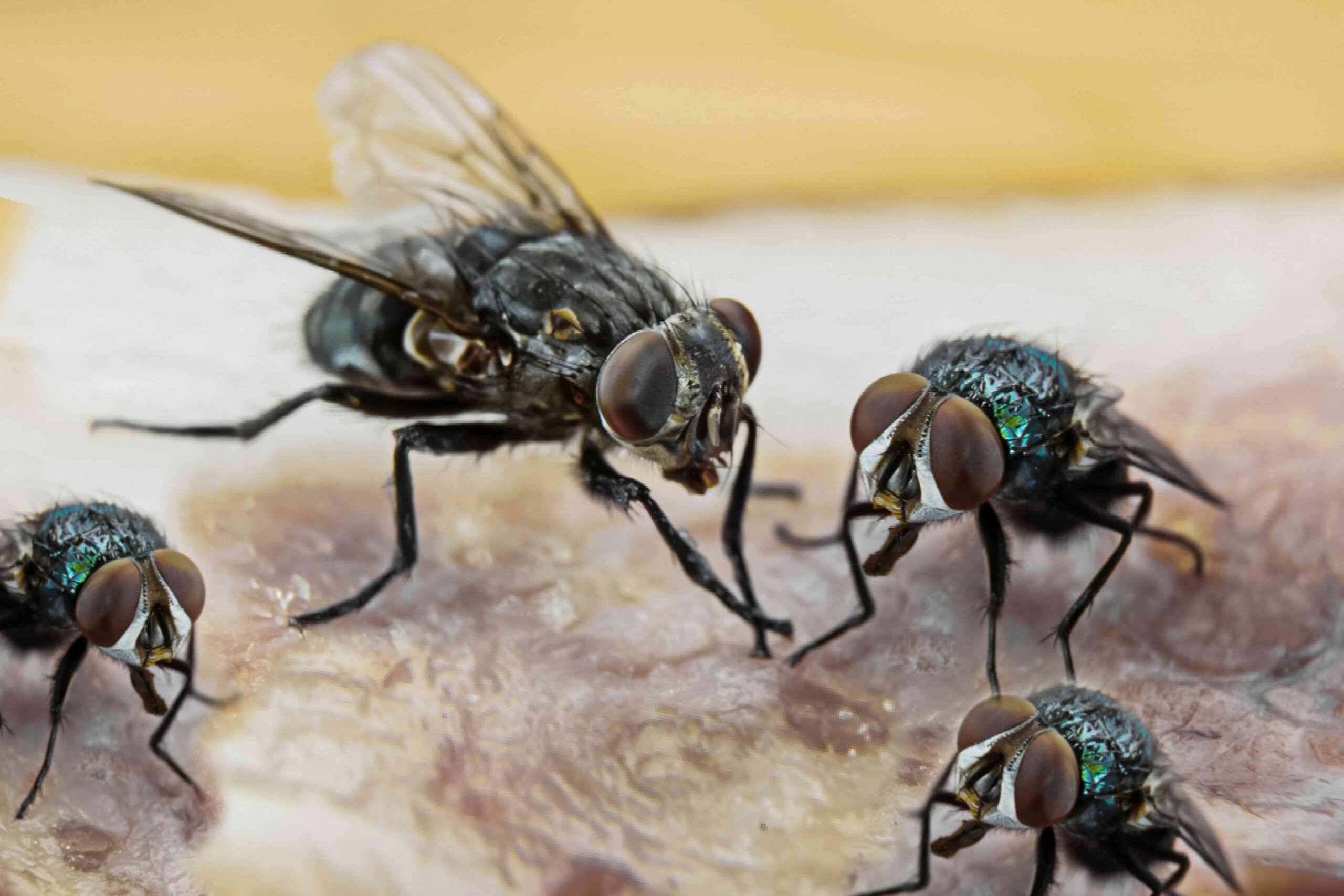 Flies