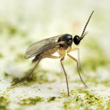 Gnats