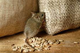 Rodents
