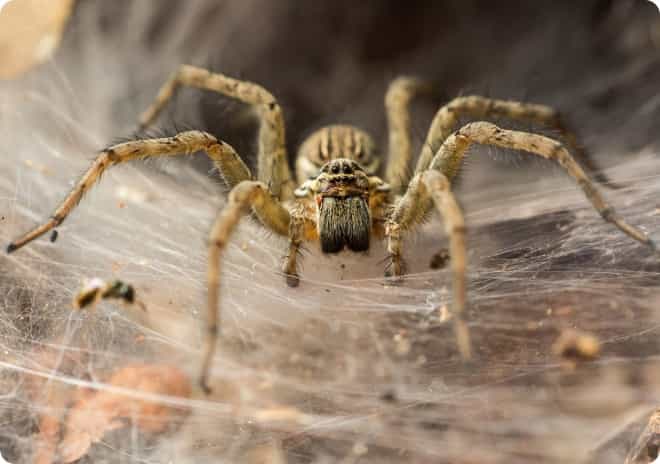 Spiders