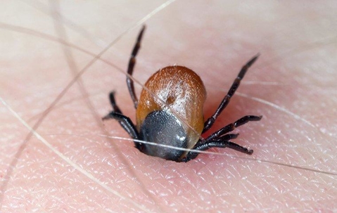 Ticks